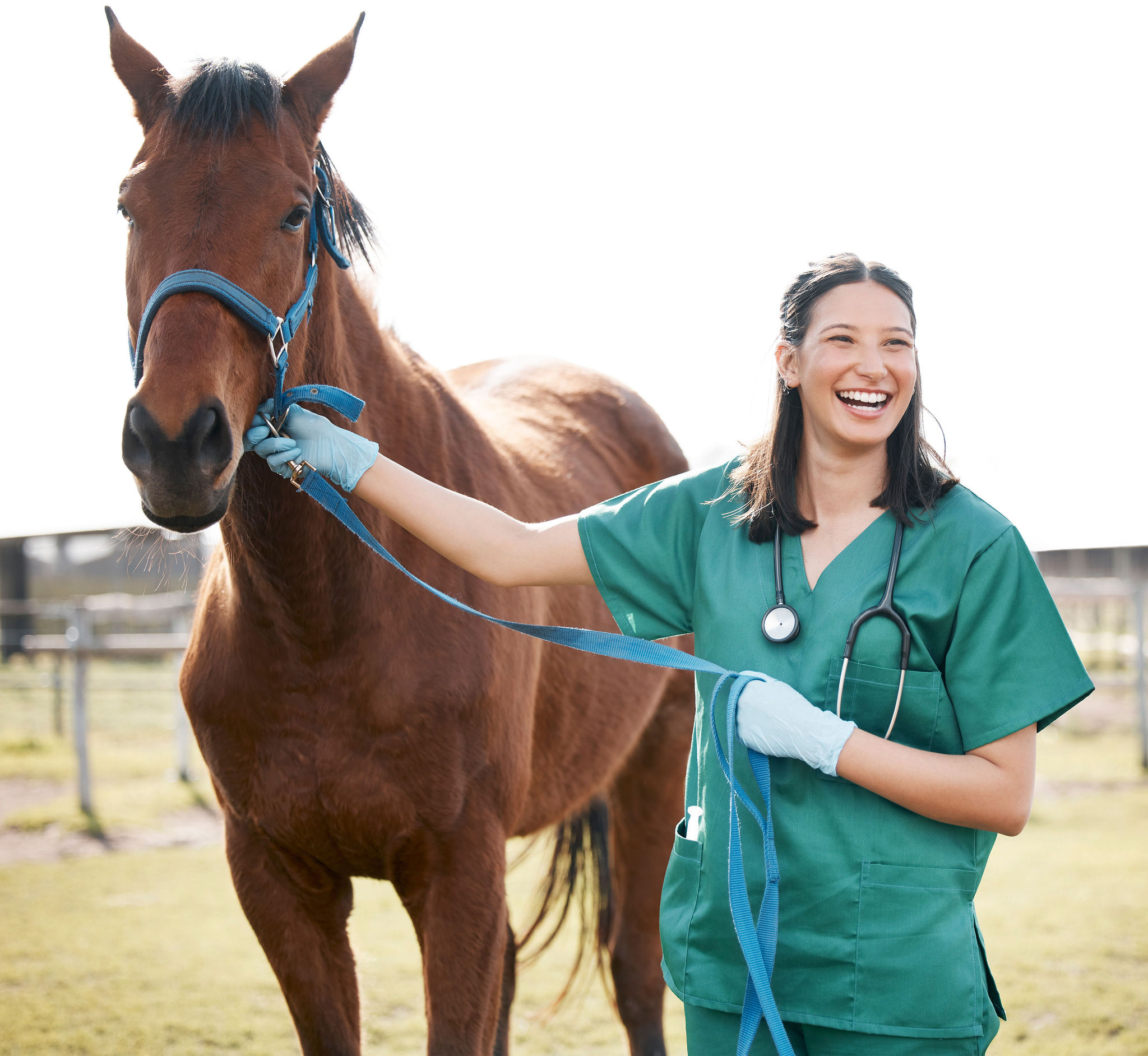 Veterinarian with horse in field